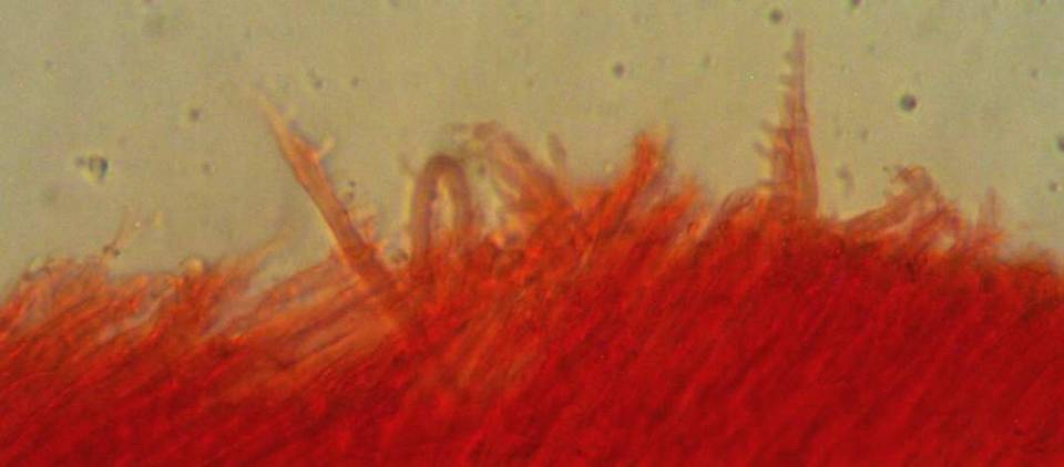 Mycena silvae-nigrae image