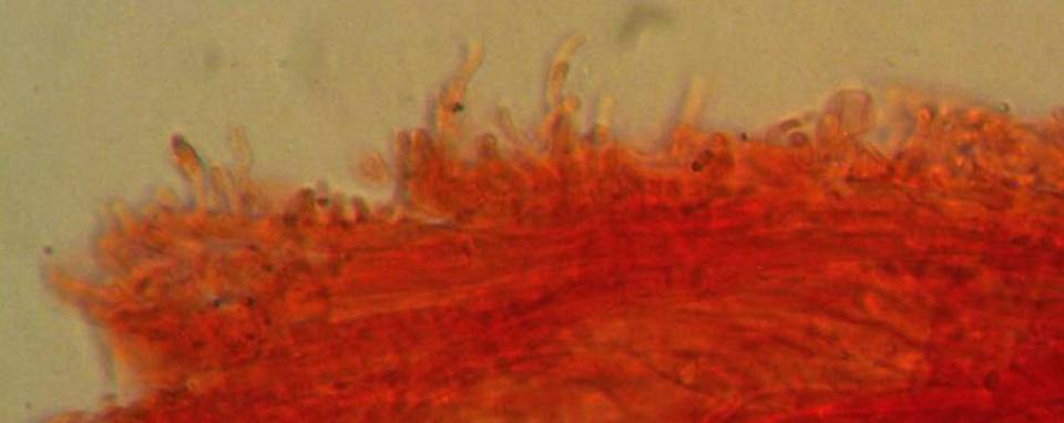 Mycena silvae-nigrae image