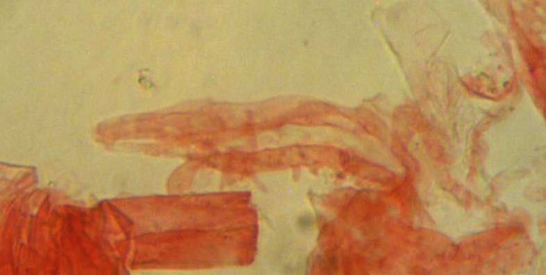 Mycena silvae-nigrae image