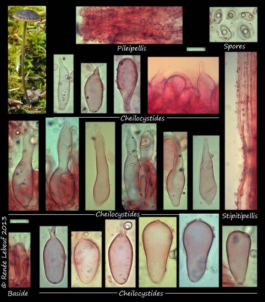 Mycena coracina image
