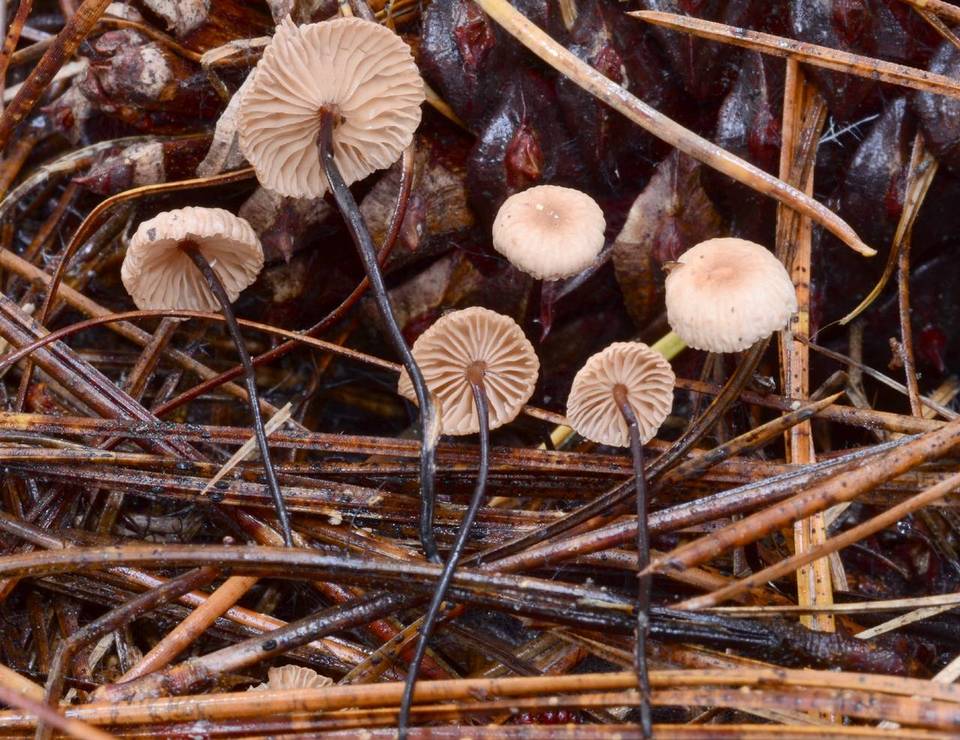 Gymnopus ponderosae image