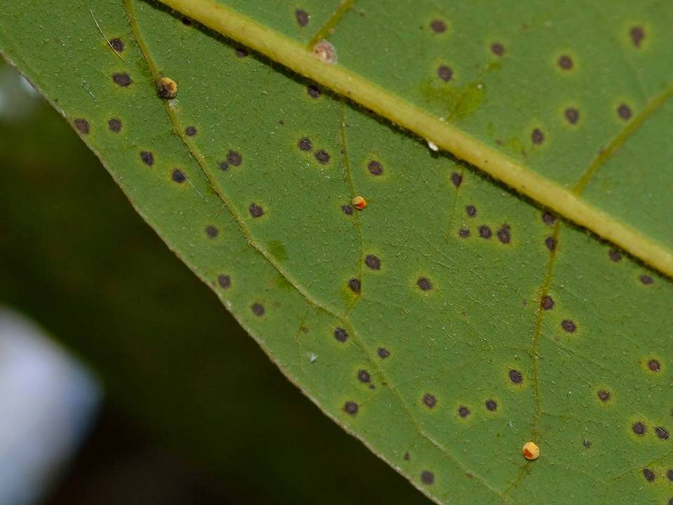 Aschersonia aleyrodis image