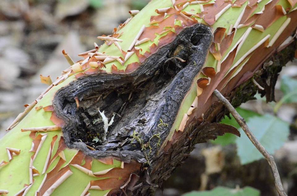 Neofusicoccum arbuti image
