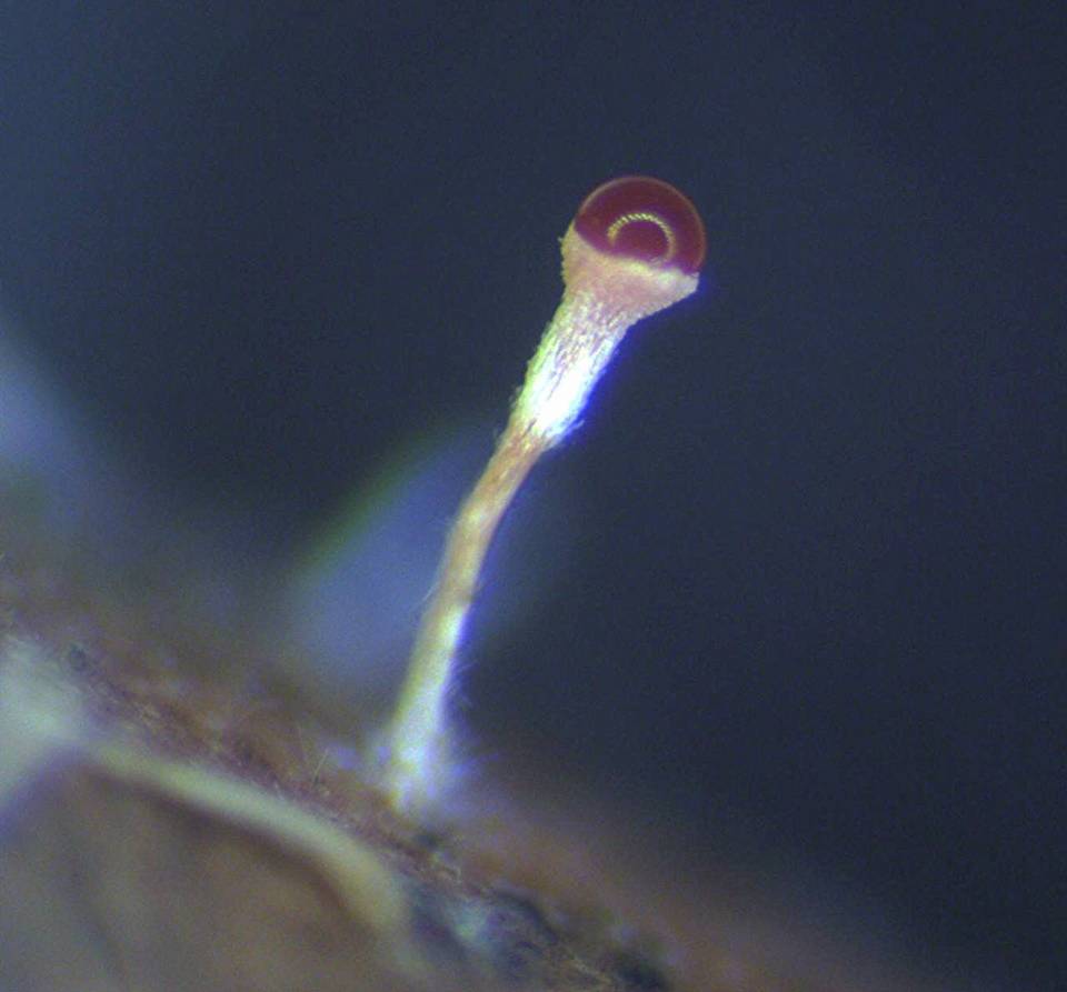 Stilbella annulata image
