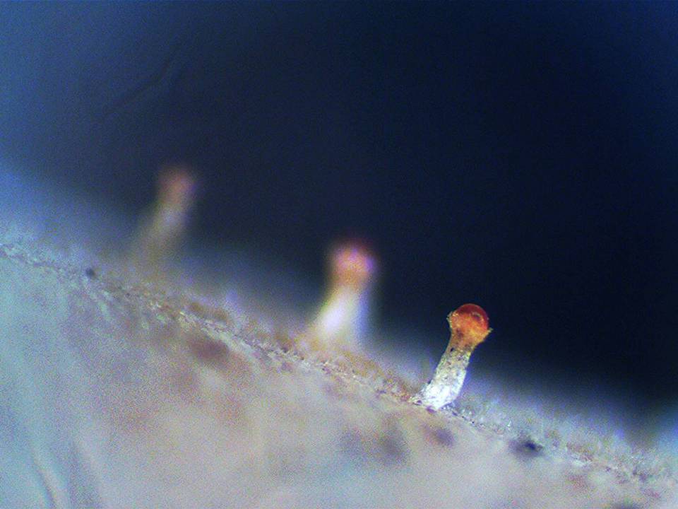 Stilbella annulata image
