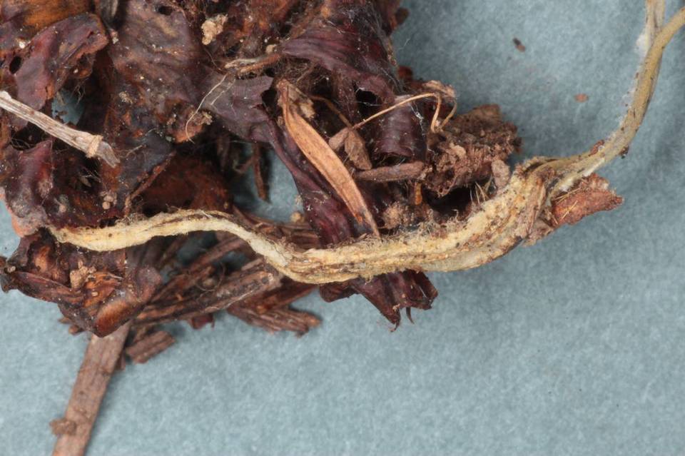 Mycenella bryophila image