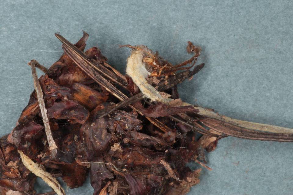 Mycenella bryophila image
