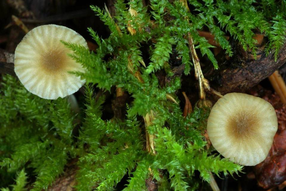 Mycena pallida image