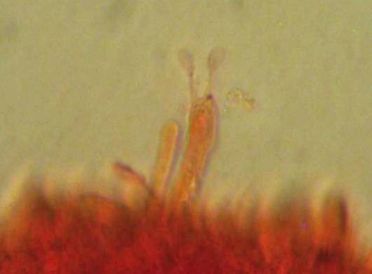 Mycena pallida image