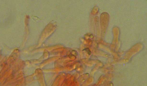 Mycena pallida image