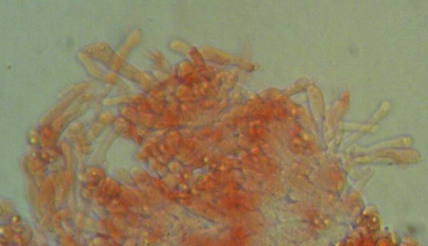 Mycena pallida image