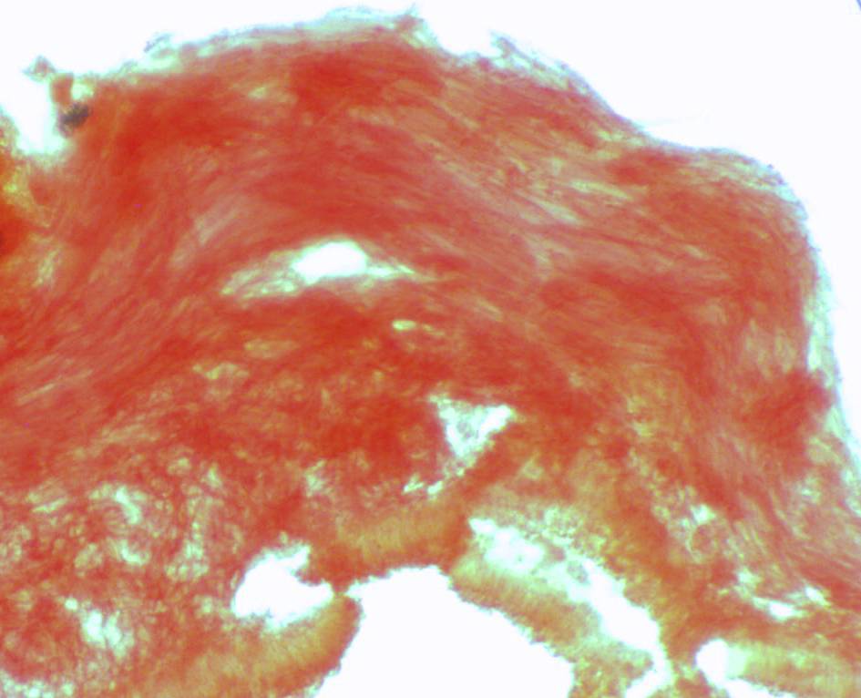 Mycena pallida image