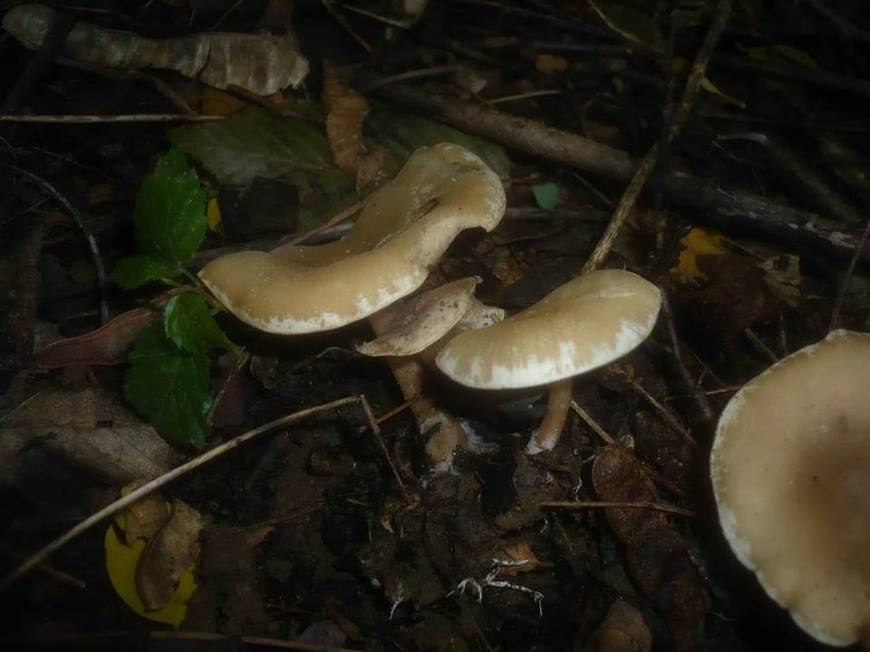 Clitocybe krizii-josephi image