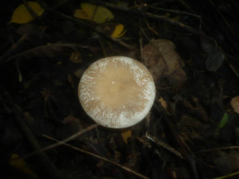 Clitocybe krizii-josephi image