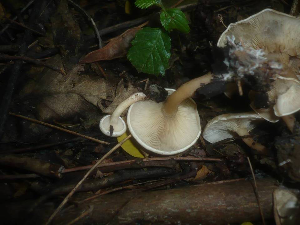 Clitocybe krizii-josephi image