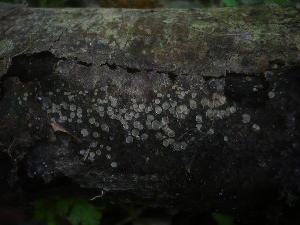 Hyalorbilia image