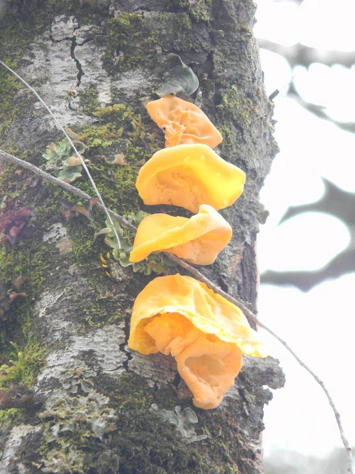 Aleurodiscus vitellinus image