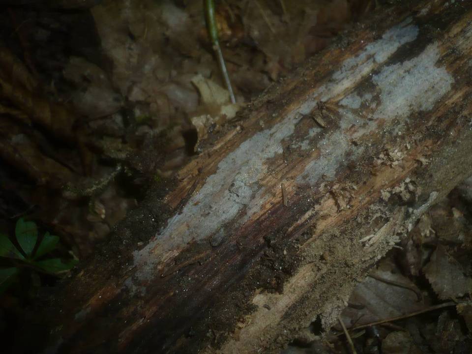 Scopuloides rimosa image