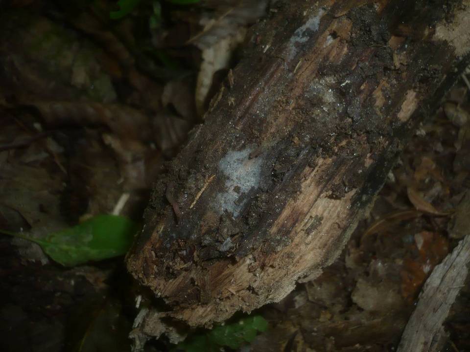Scopuloides rimosa image