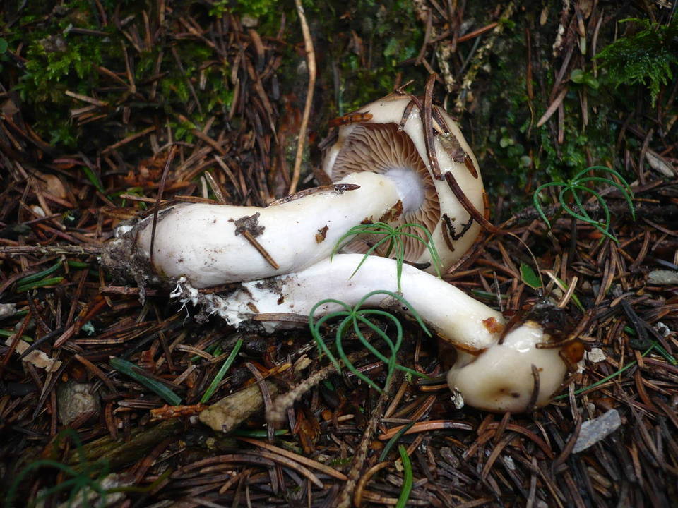 Cortinarius betulinus image