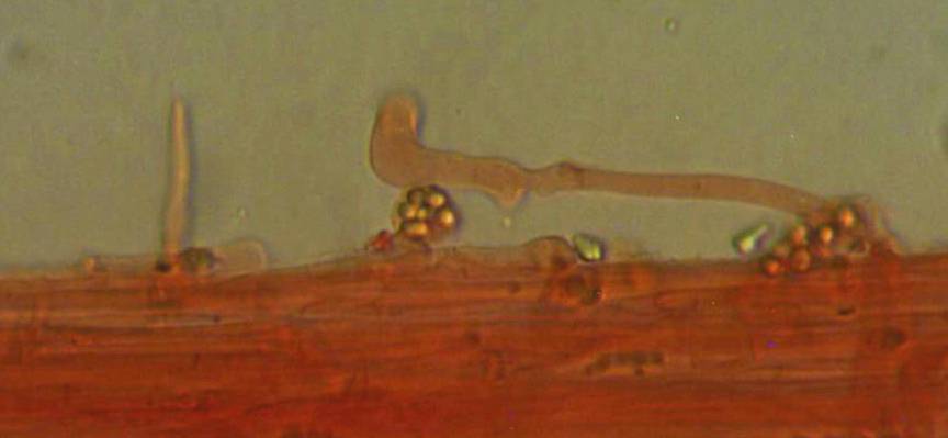 Mycena pallida image