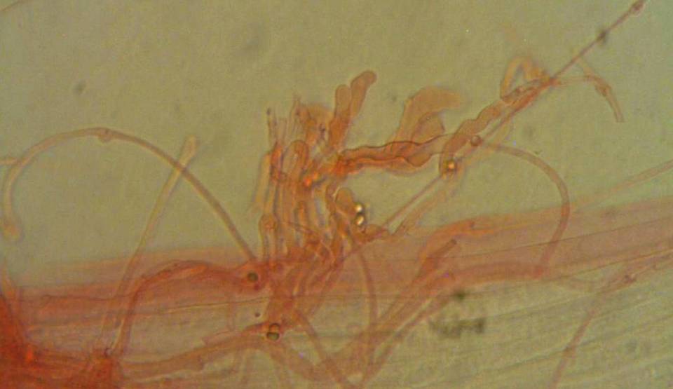 Mycena pallida image