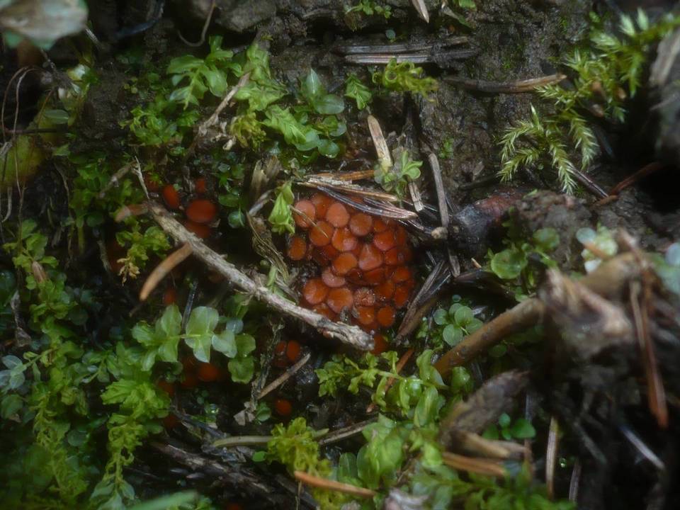 Scutellinia pseudotrechispora image