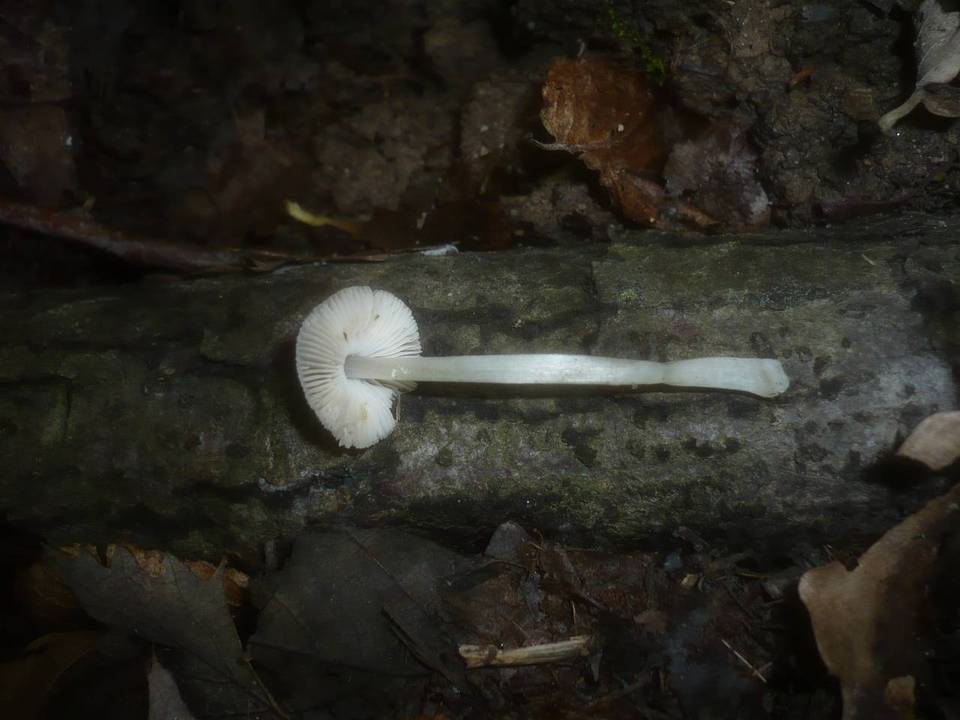 Pluteus cinereofuscus image