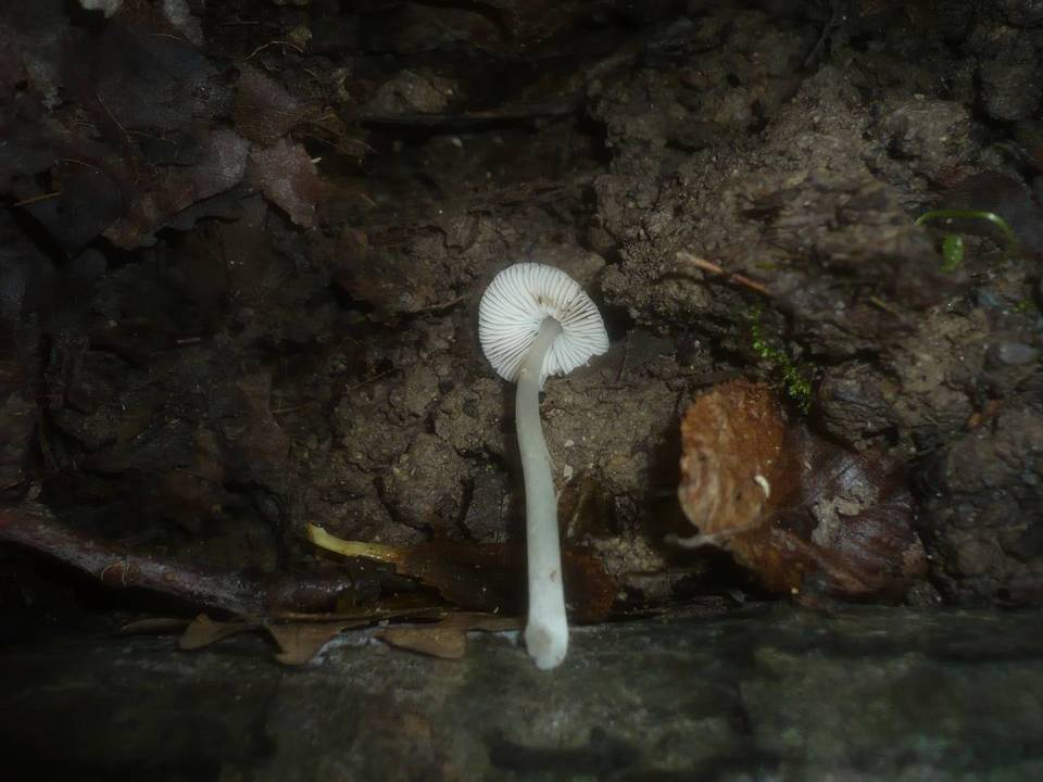 Pluteus cinereofuscus image