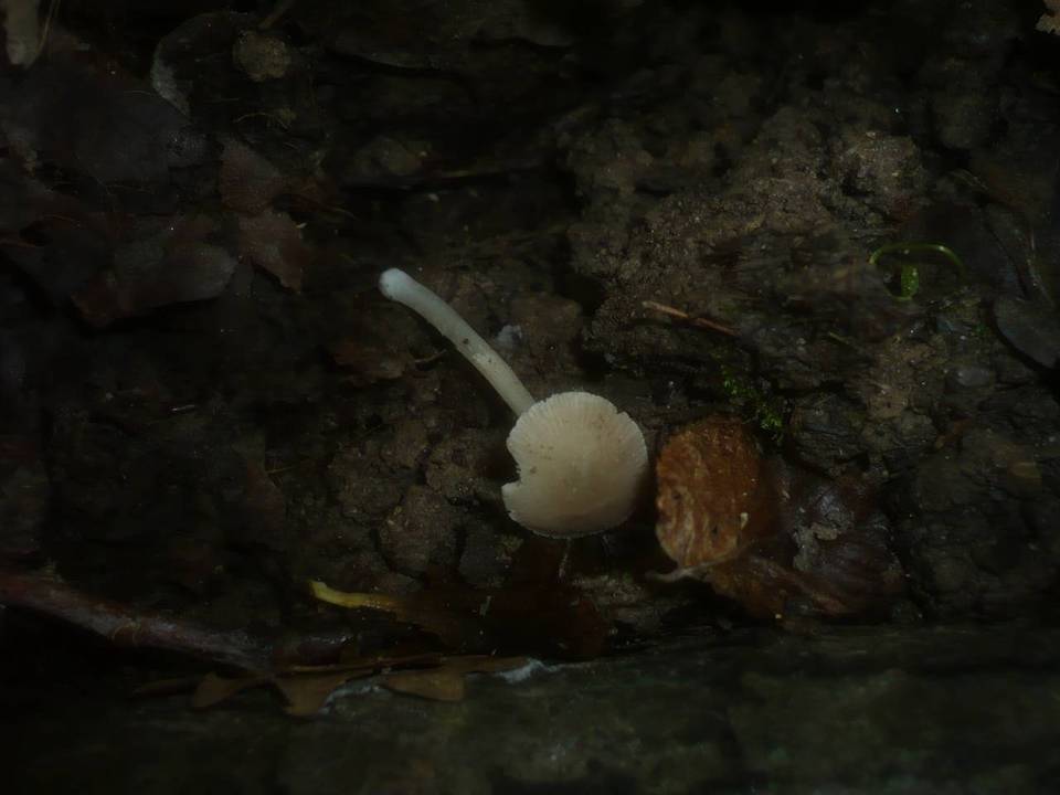 Pluteus cinereofuscus image