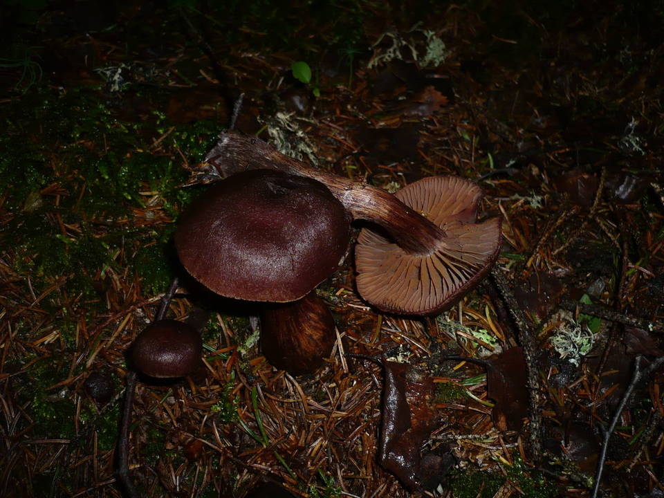 Cortinarius brunneus image