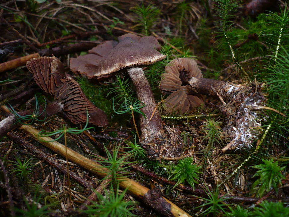 Cortinarius brunneus image