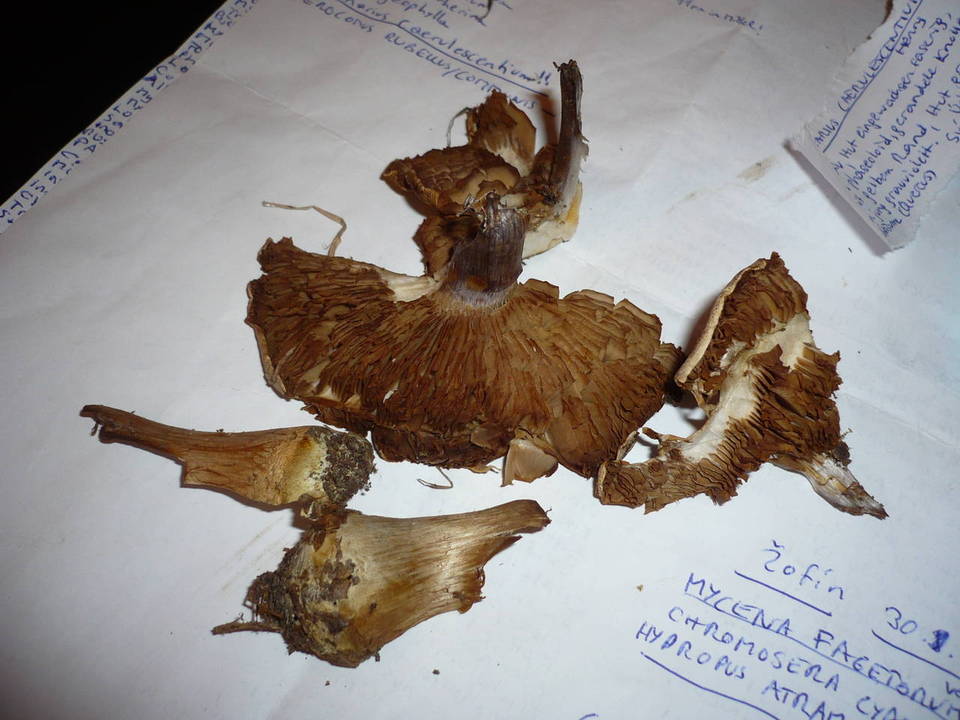 Cortinarius coerulescentium image