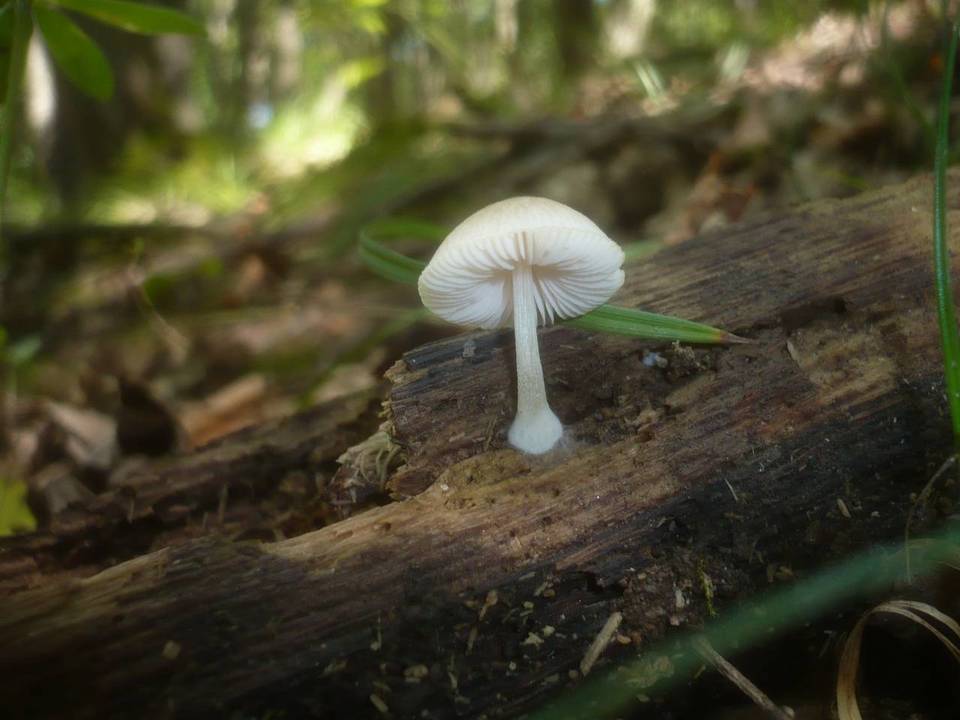 Pluteus semibulbosus image