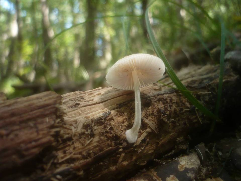 Pluteus semibulbosus image