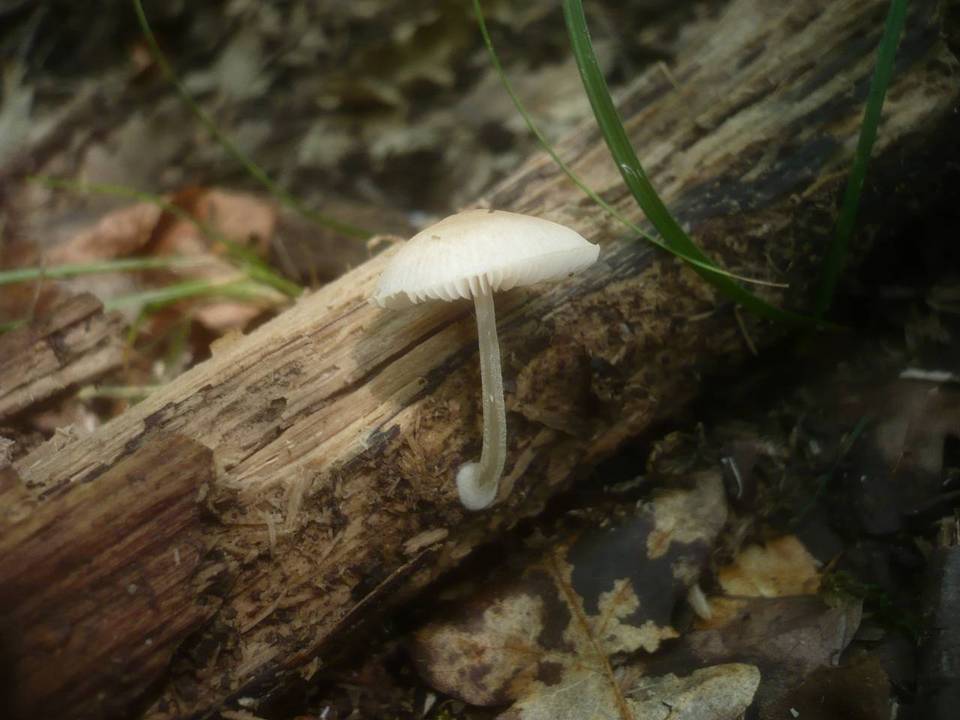 Pluteus semibulbosus image