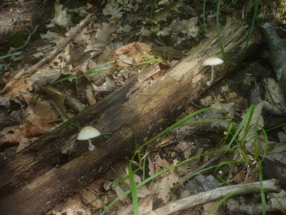 Pluteus semibulbosus image