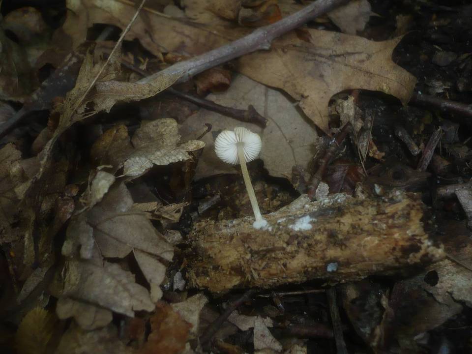 Pluteus semibulbosus image