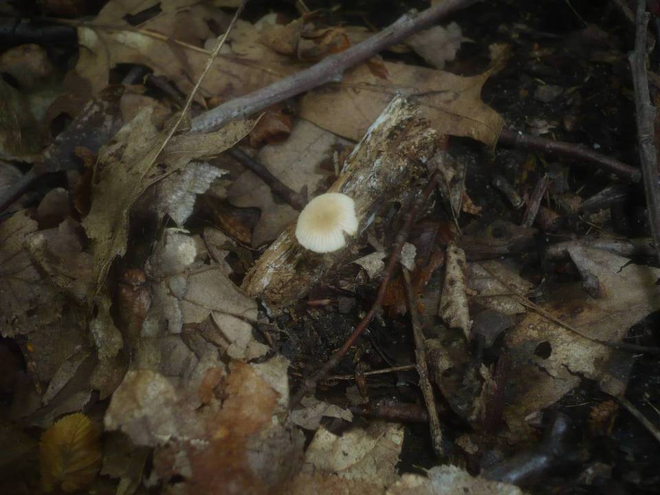 Pluteus semibulbosus image