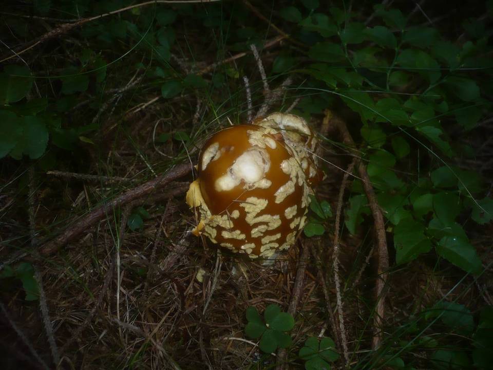 Amanita regalis image
