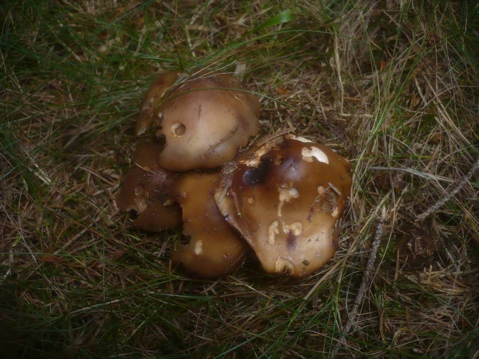 Phaeocollybia lugubris image