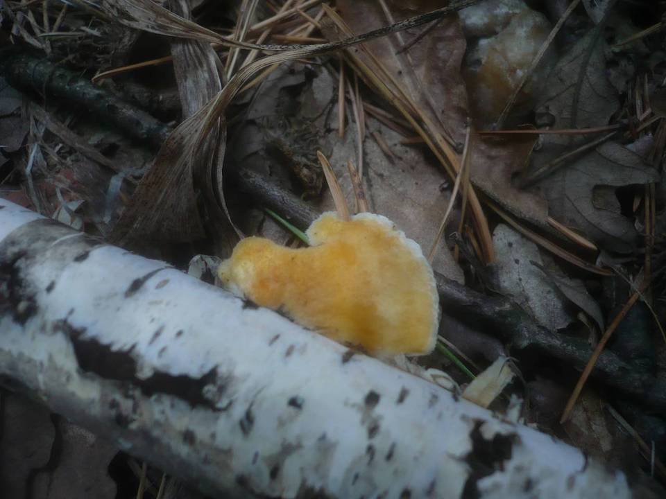 Tyromyces kmetii image
