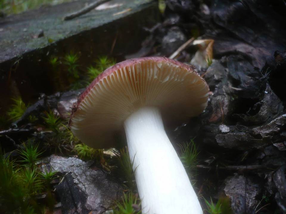 Russula badia image