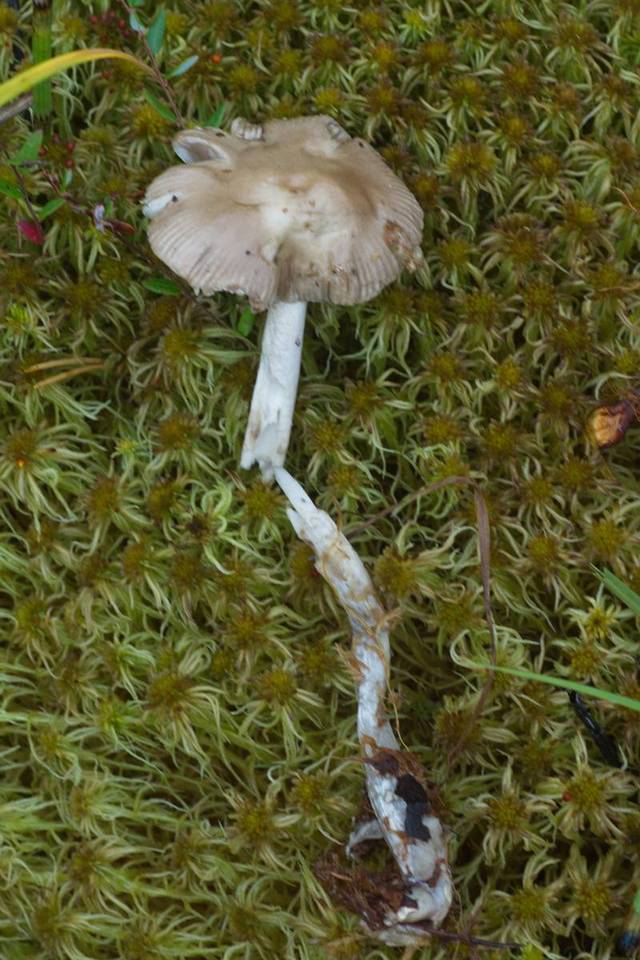 Amanita hyperborea image