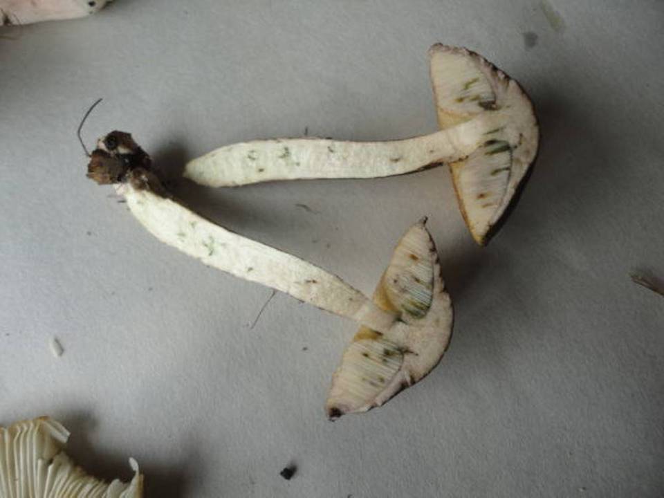 Leccinum subgranulosum image