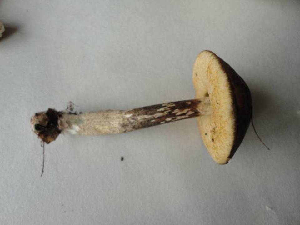 Leccinum subgranulosum image