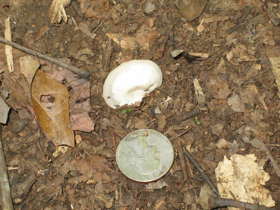 Crepidotus alabamensis image