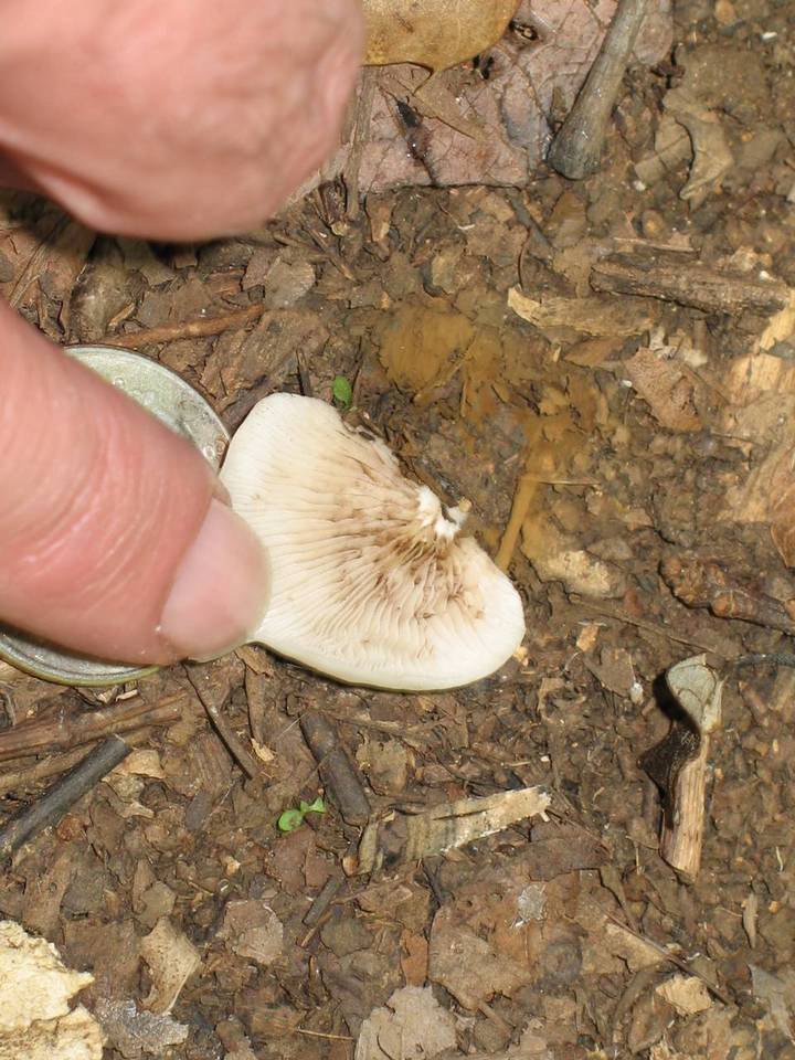 Crepidotus alabamensis image