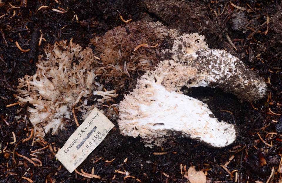 Ramaria rubrievanescens image