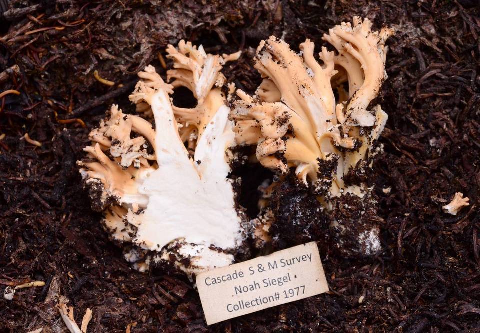 Ramaria caulifloriformis image